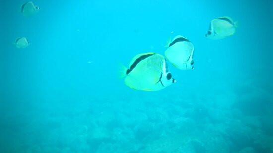 Rockdivers Costa Rica景点图片