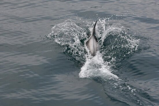 Whale Watching Hauganes-Hauganes必去景点