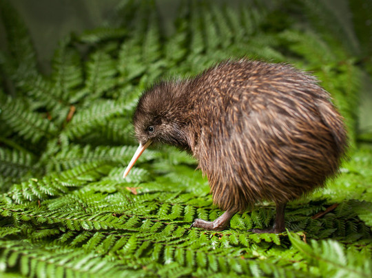 彩虹泉自然公园-罗托鲁瓦必去景点