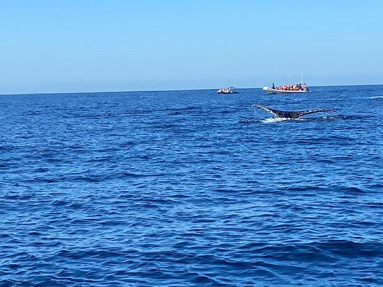 Whale Watch Cabo景点图片