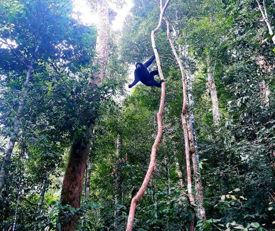 Bukit Lawang Explore景点图片