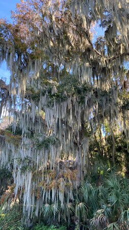 Palm Island Park-Mount Dora必去景点