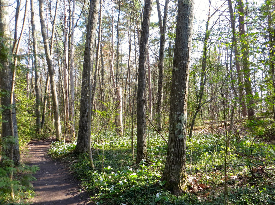 Walk Of Art At The Elk Rapids Day Park景点图片