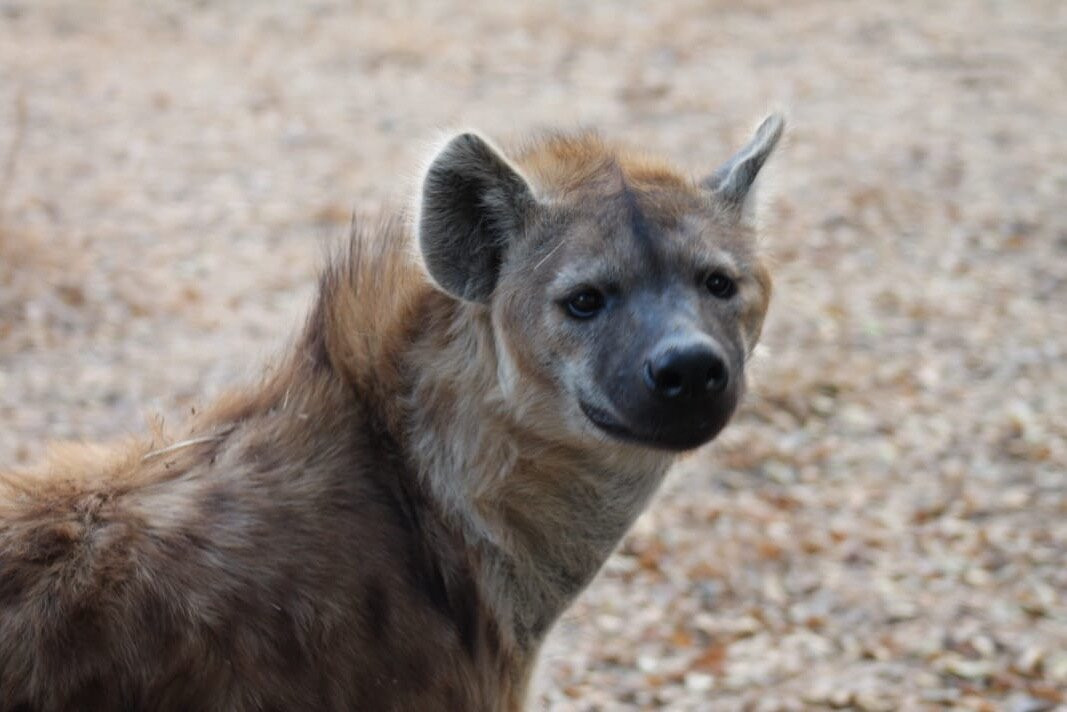 Simba Safaris African Pride Exotic Lodge-Lephalale必去景点