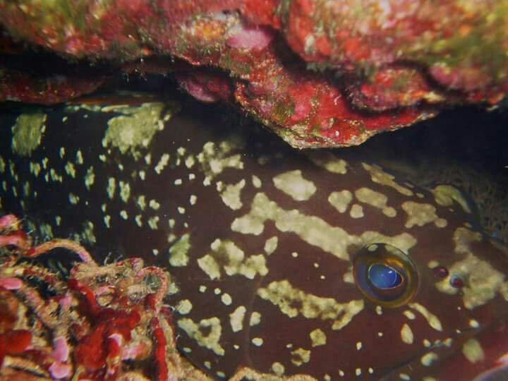 Centro de Buceo Agua Amarga景点图片