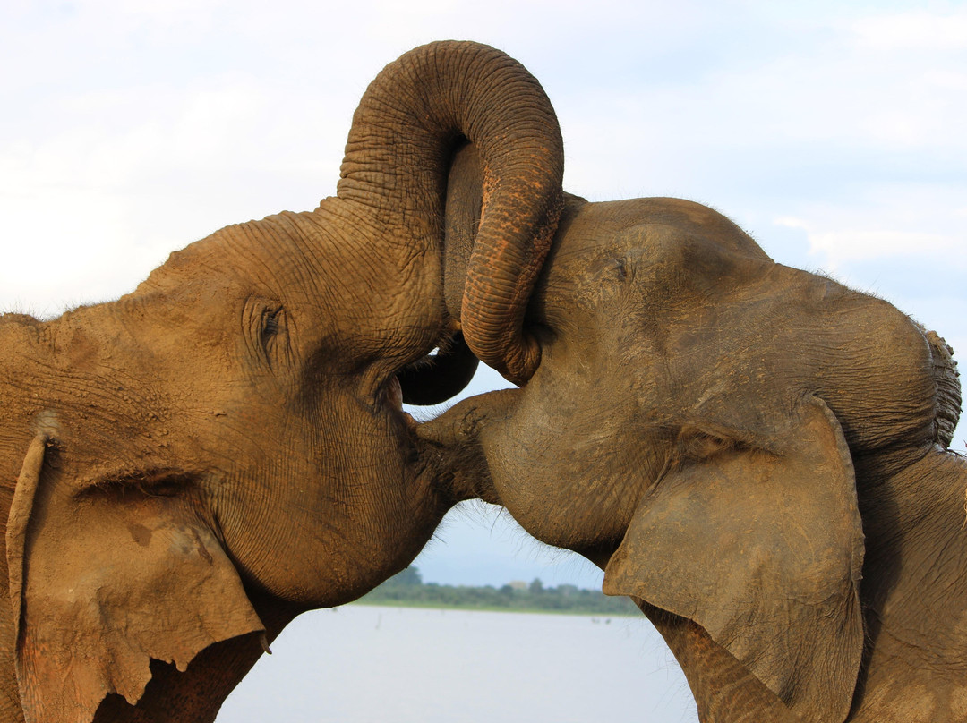 Your Private Driver Sri Lanka - YPDSL-科伦坡必去景点