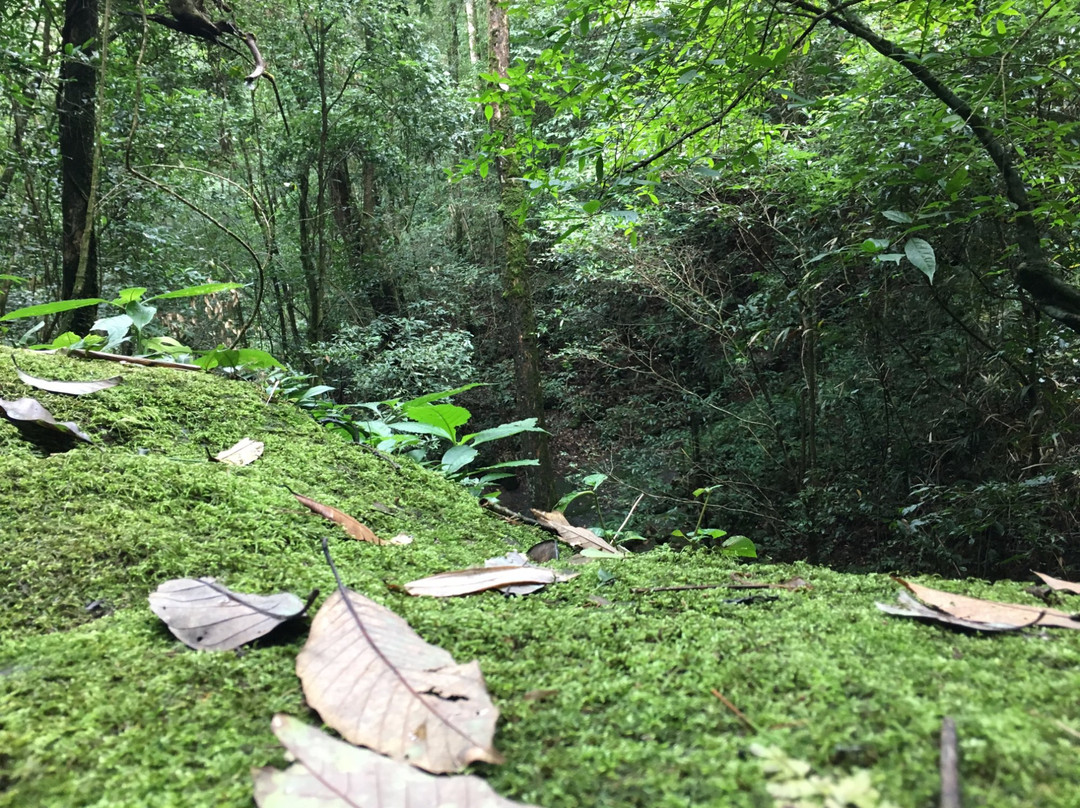 Phu Soi Dao National Park景点图片