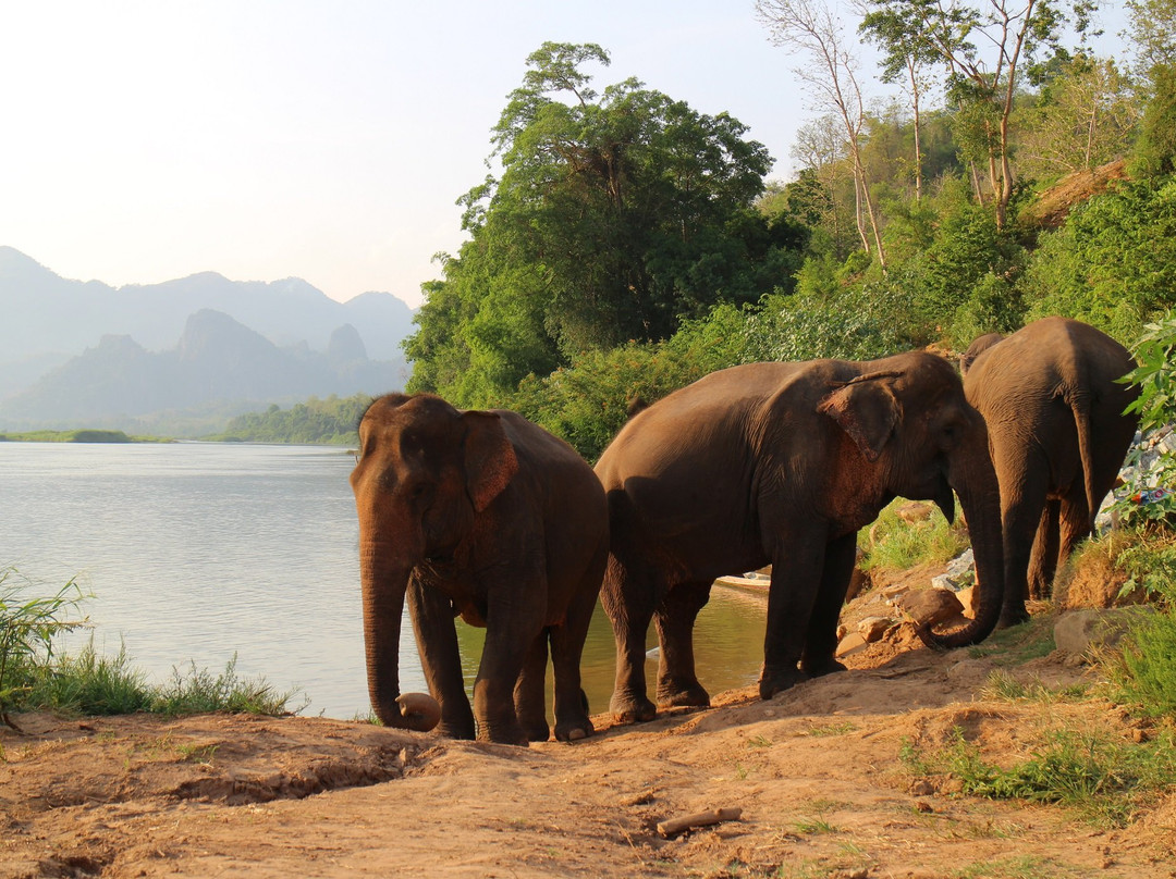 Manifa Elephant Camp & Resort景点图片