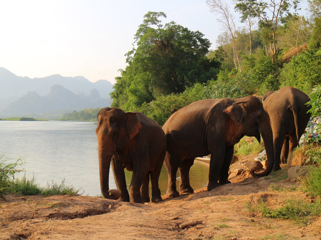 Manifa Elephant Camp景点图片