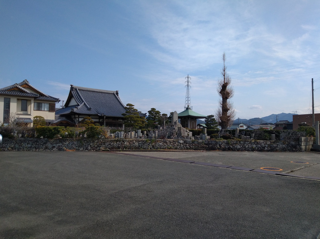 Maidenhair Tree of Manraku-ji Temple-御坊市必去景点