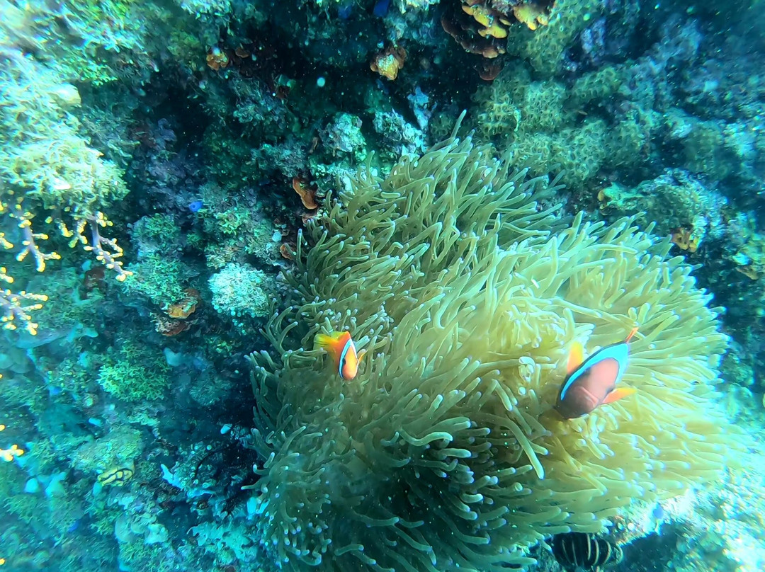 Blue Revival Diving-邦劳岛必去景点