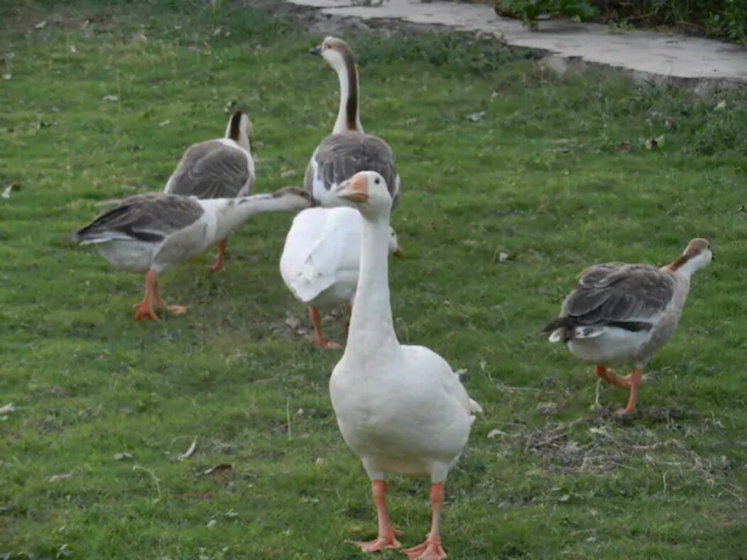 Break Point Farm主图