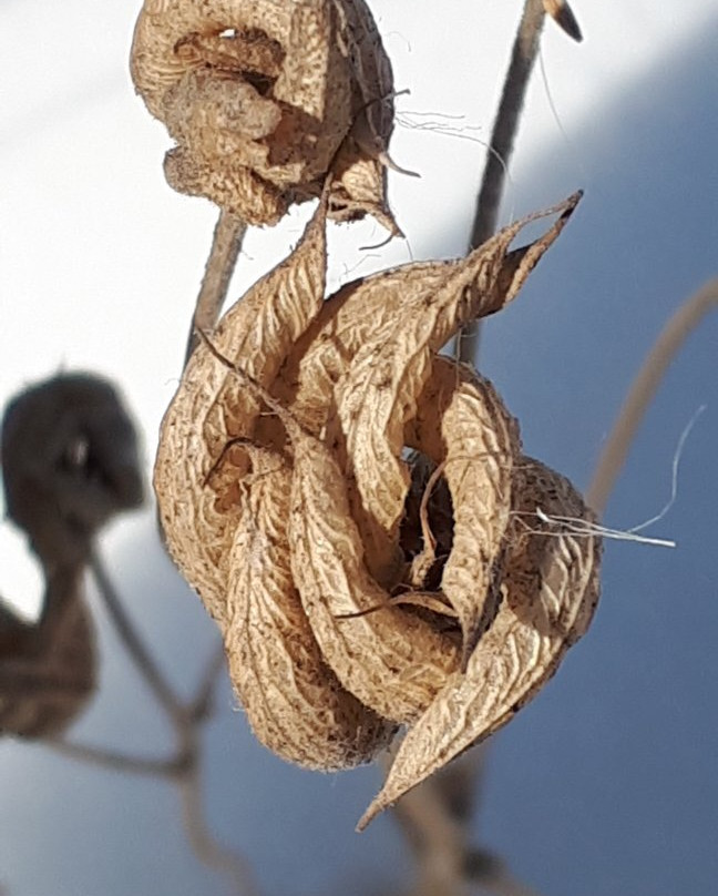 Old Market Square-温尼伯必去景点