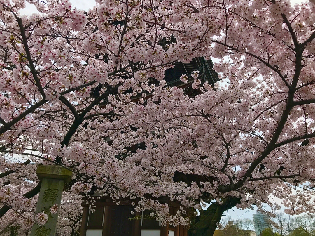 Nittai-ji Temple-名古屋市必去景点