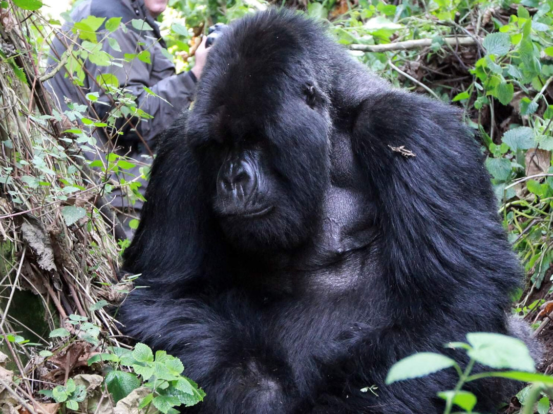 Bwindi Impenetrable Forest-Western Region必去景点