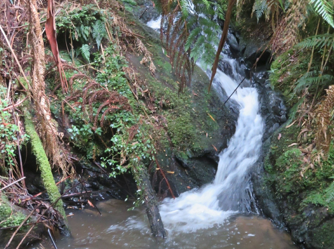 Cyathea Falls-Tarra Valley必去景点