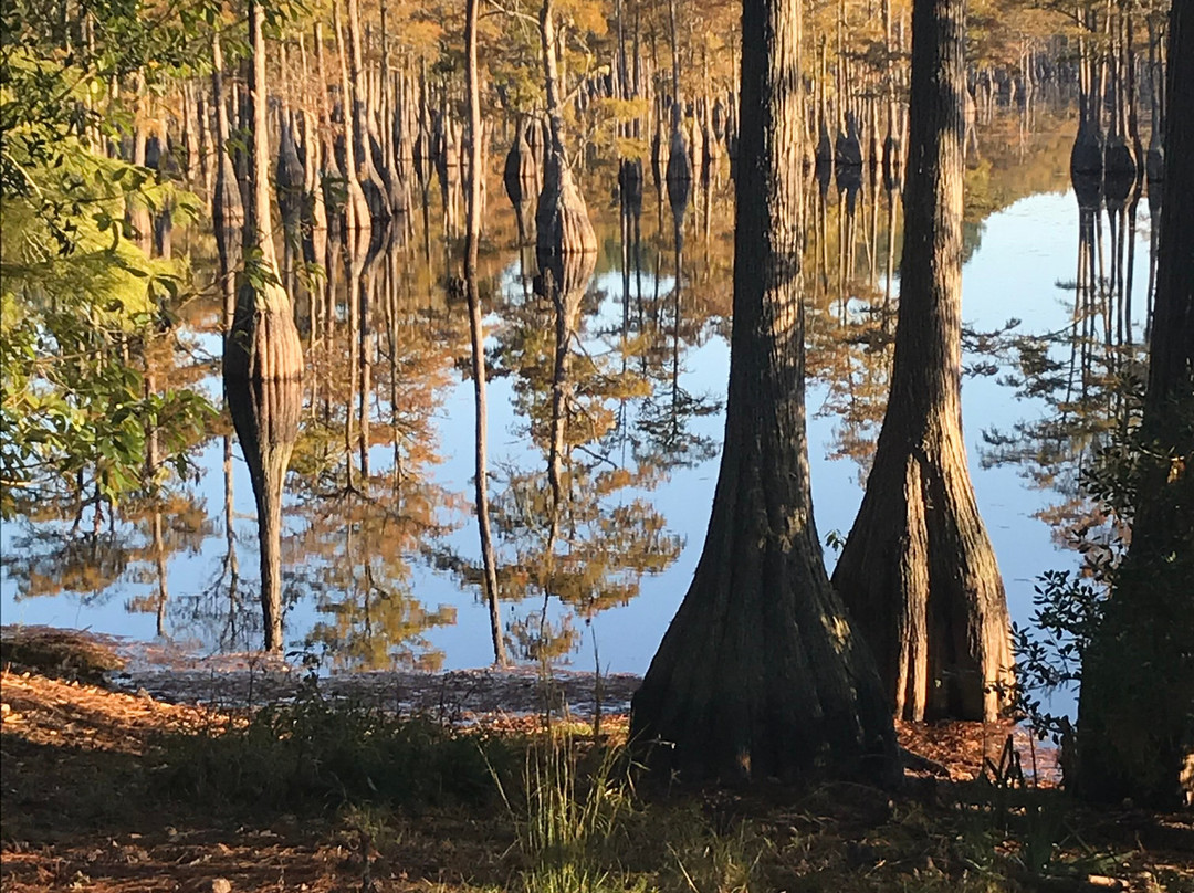 Mill Pond Kayak, LLC-Twin City必去景点