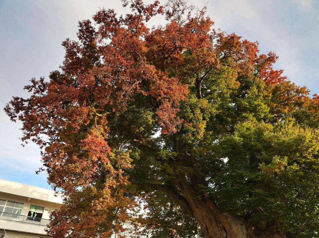 Big Zelkova of Higashine-东根市必去景点
