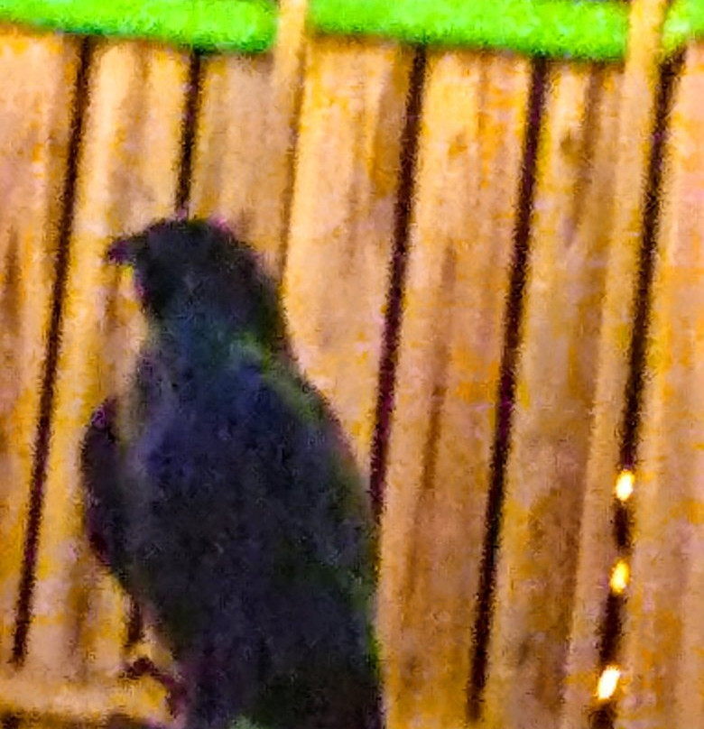 ZooAmerica North American Wildlife Park-好时镇必去景点