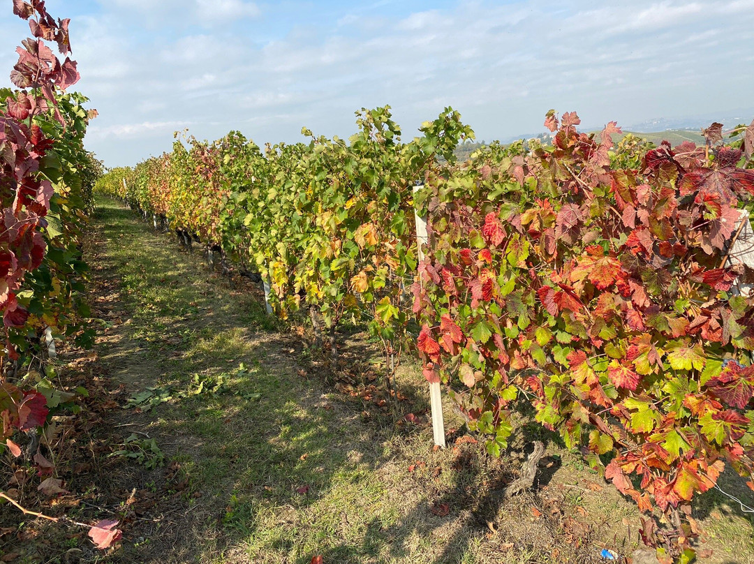 Vigneti Aliberti Azienda Agricola-Canelli必去景点
