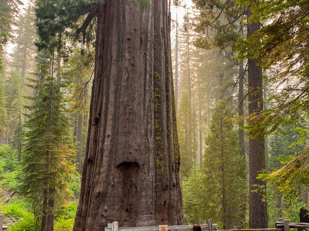 Tuolumne Grove of Giant Sequoias-优胜美地国家公园必去景点