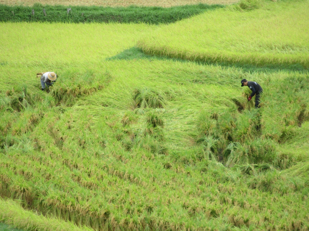 Rice terrace, Mt.Ue-香美町必去景点
