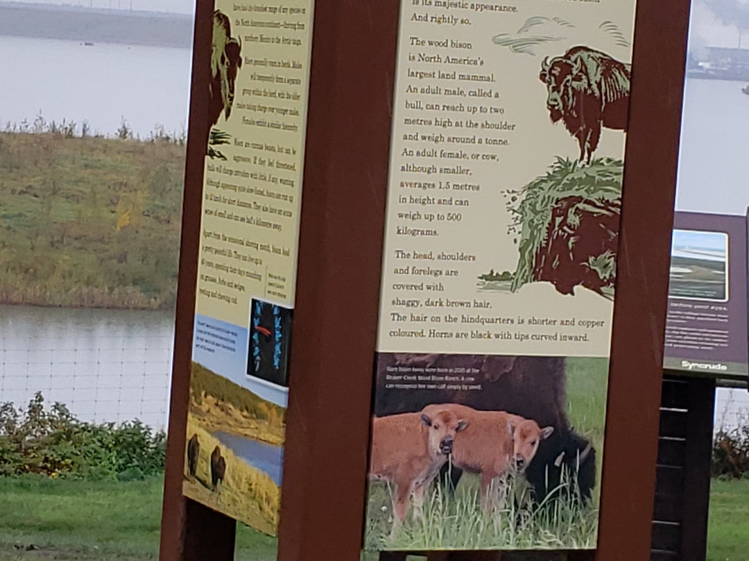 The Wood Buffalo Viewing Point and Bison Sanctuary景点图片