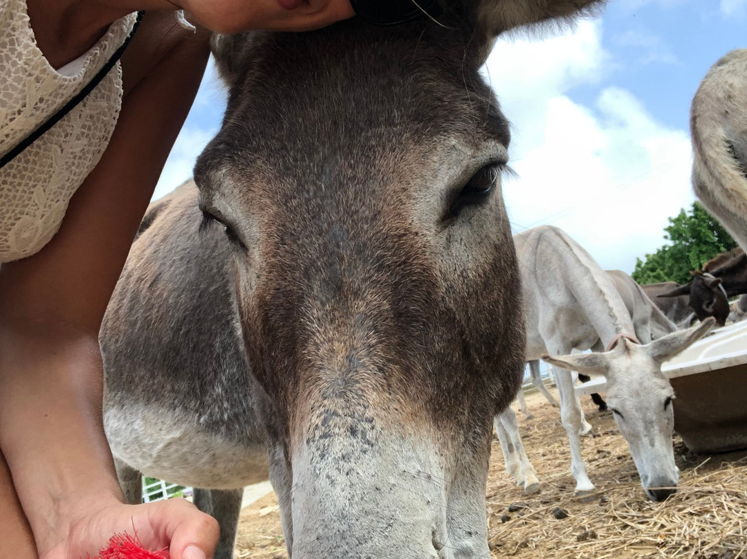 Antigua & Barbuda Humane Society-Saint Paul Parish必去景点