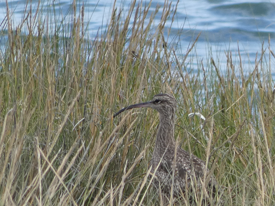 Humedal de Putemun-Castro必去景点