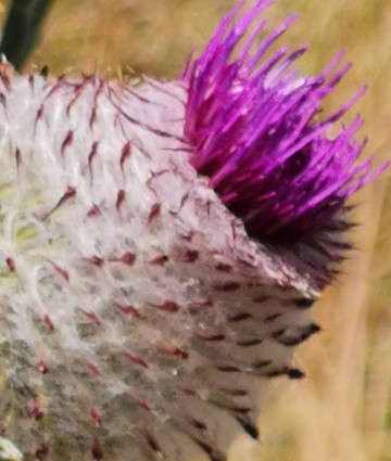 La tourbiére de Prénovel-Prenovel必去景点