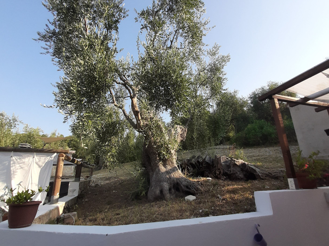 B&B Borgo Degli Ulivi主图