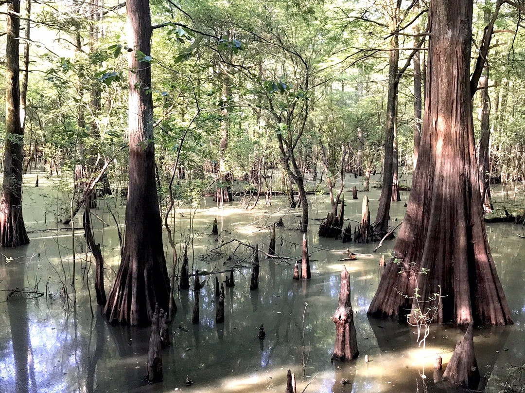 Mississippi Delta-Belzoni必去景点