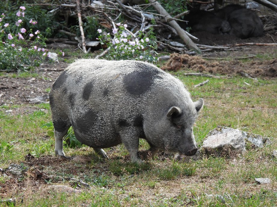 Wildfreigehege Wildenburg景点图片