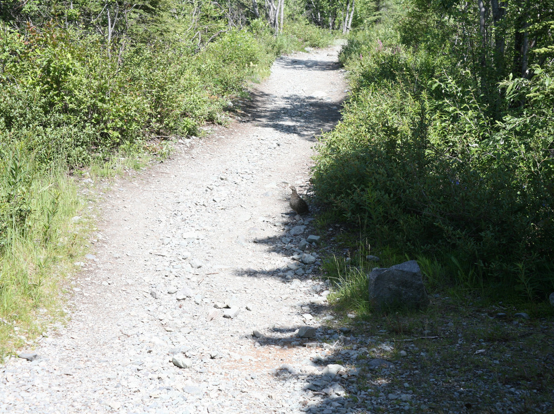 Root Glacier Trail-朗格－圣伊利亚斯国家公园暨保护区必去景点