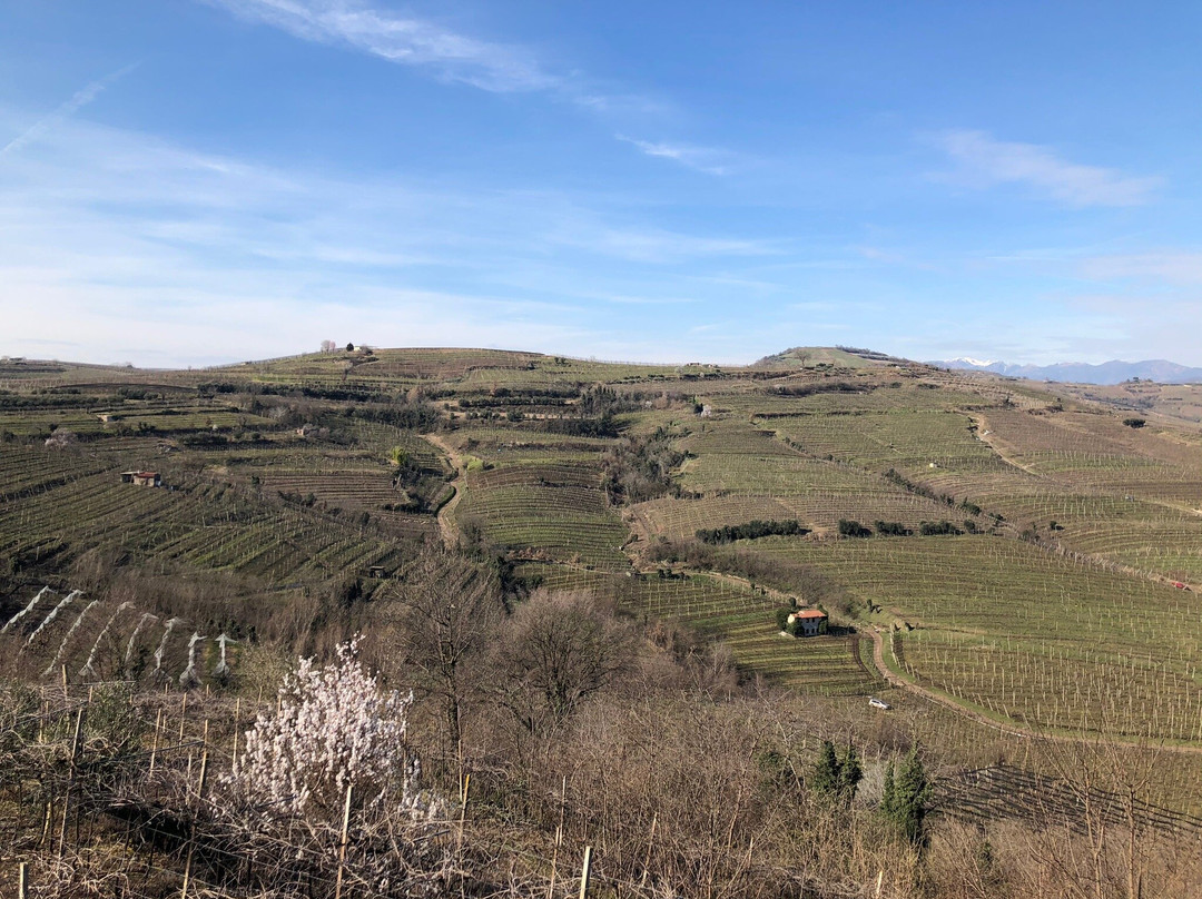 Azienda Agricola Gini Sandro E Claudio景点图片