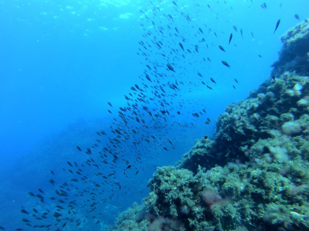 Ustica Diving-Ustica必去景点