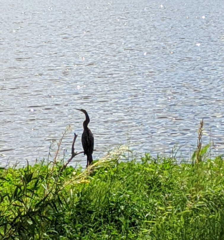 Ollie's Pond Park-夏洛特港必去景点