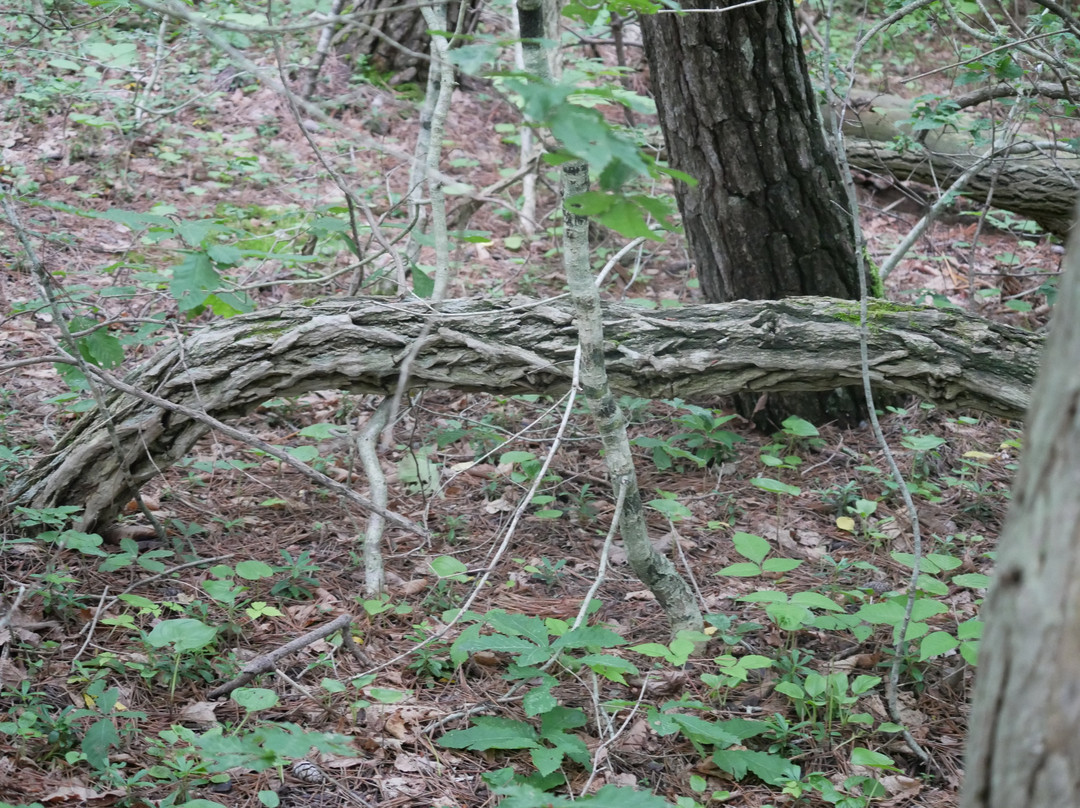 Sarugamori Hiba Maibotsu Forest景点图片