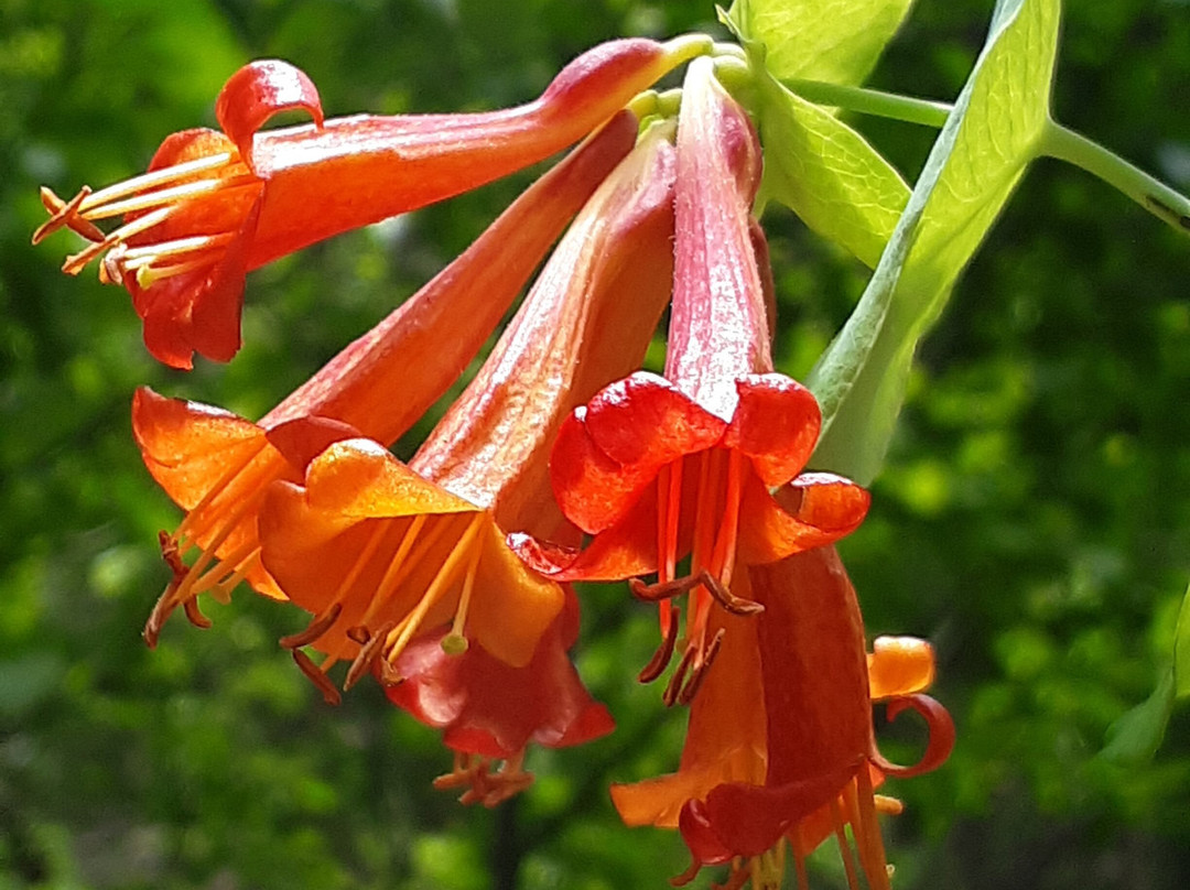 Lemolo Falls-罗斯堡必去景点
