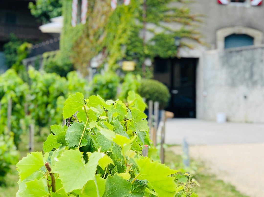 Chateau Rochefort主图
