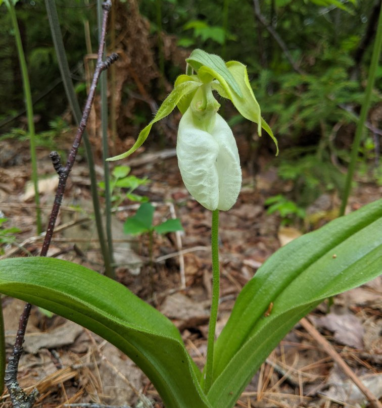 Falls Brook Falls-Bloomfield Ridge必去景点