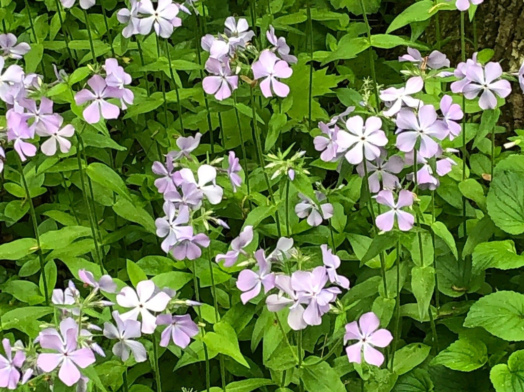 Acton Arboretum-Acton必去景点