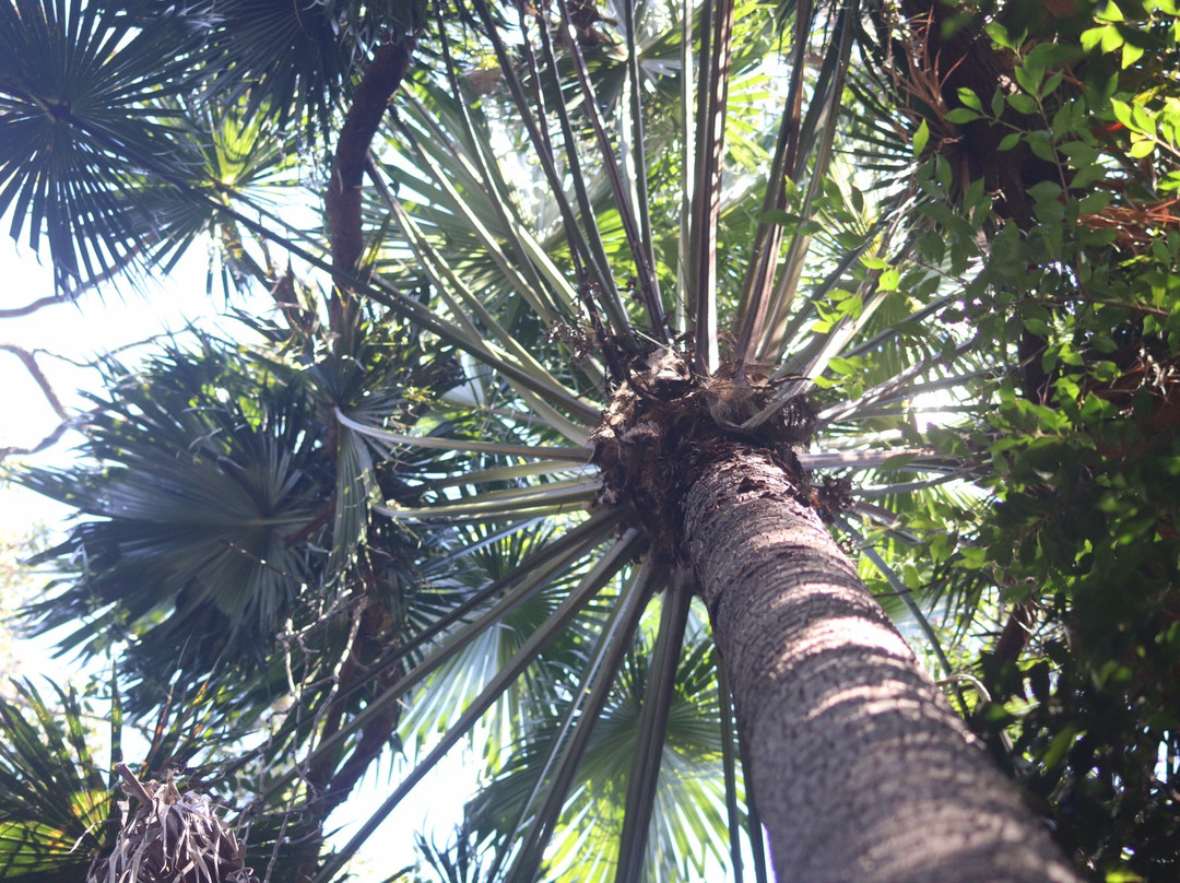 Ben Bennett Botanic Park景点图片