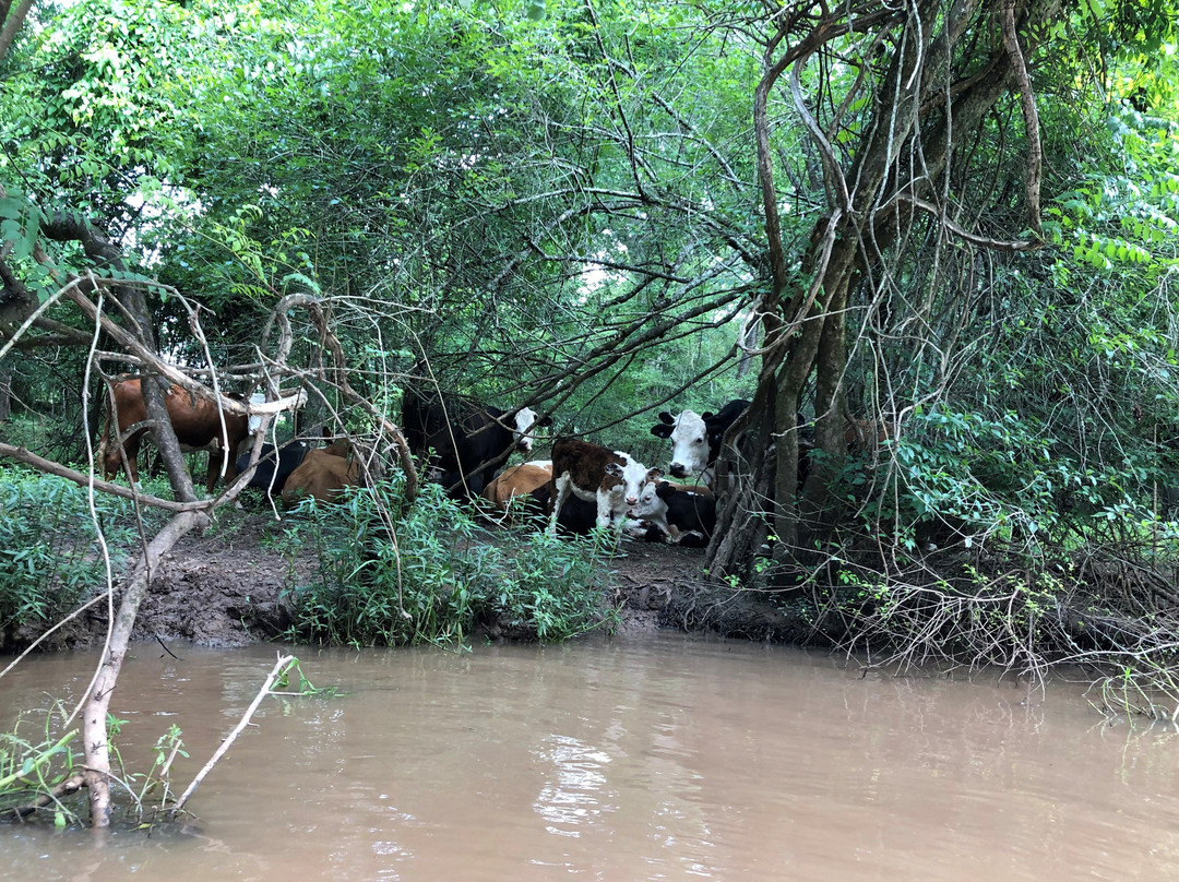 Bayou Teche Experience景点图片