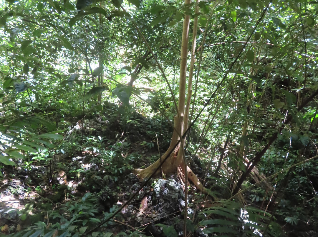 Welchman Hall Gully-Saint Thomas Parish必去景点