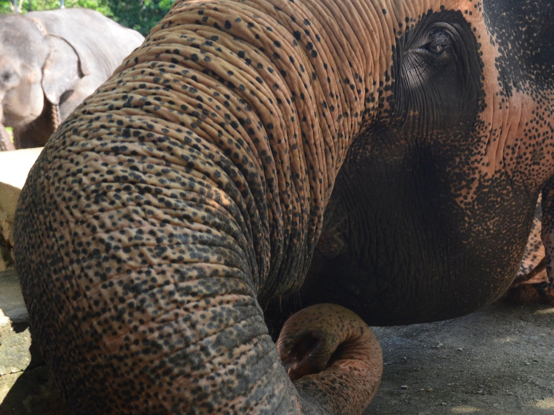 Millennium Elephant Foundation景点图片
