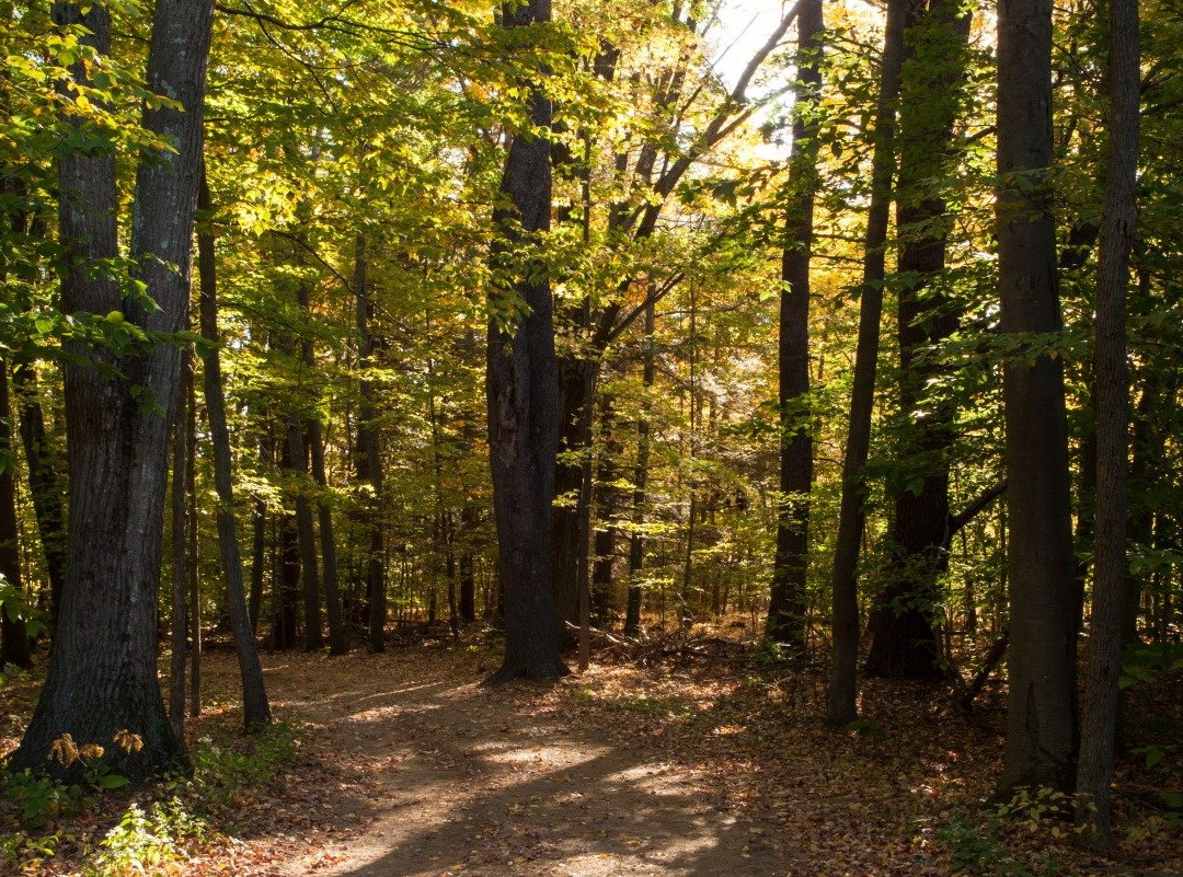 Kensington旅游攻略图片