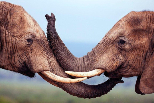 Natural World Kenya Safaris - Malindi-马林地必去景点