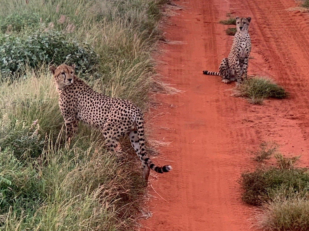 Safari Afrique-蒙巴萨必去景点