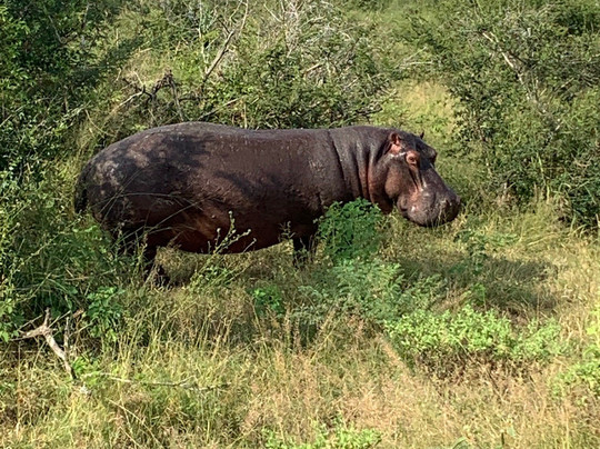 Ama-Zing African Safaris-玛洛斯帕克必去景点